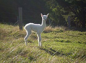 Wattamolla NSW Lennox Head Accommodation