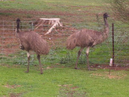 Cape Jervis Station - Lennox Head Accommodation 1