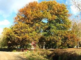 Red Rooster Host Farm - Lennox Head Accommodation 0