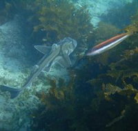 Honeymoon Bay - Lennox Head Accommodation