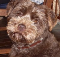 Lagoon Pocket Bed and Breakfast - Lennox Head Accommodation