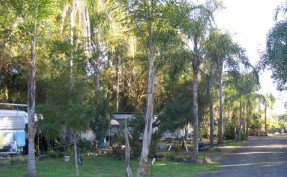 Lismore Palms Caravan Park - Lennox Head Accommodation 1