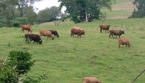 Bemurrah Homestead At Pee Dee - Lennox Head Accommodation 5
