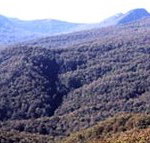 Callicoma Hill Eco-Cabins - Lennox Head Accommodation