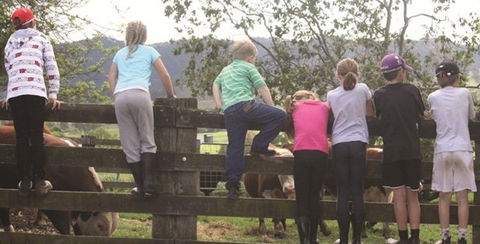 Ashmar Farm Stay - Lennox Head Accommodation 4