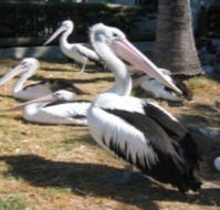 Christmas Cove Caravan Park - Lennox Head Accommodation