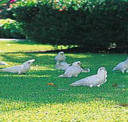 Aurora Kakadu - Lennox Head Accommodation