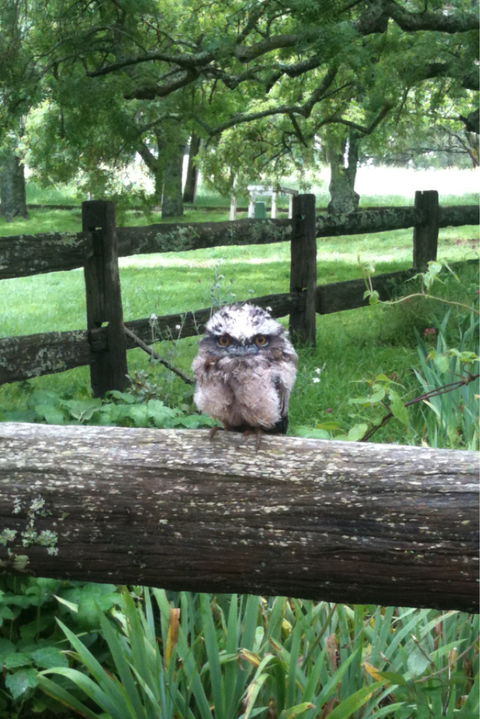 Milton Park - Lennox Head Accommodation 0