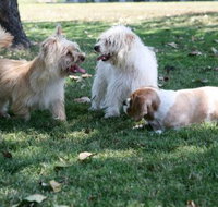 Durack Pet Motel - Lennox Head Accommodation