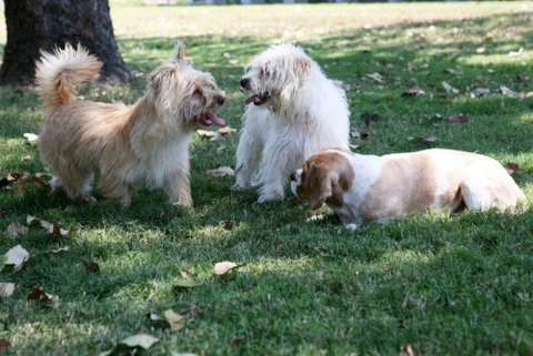 Durack Pet Motel - Lennox Head Accommodation 0