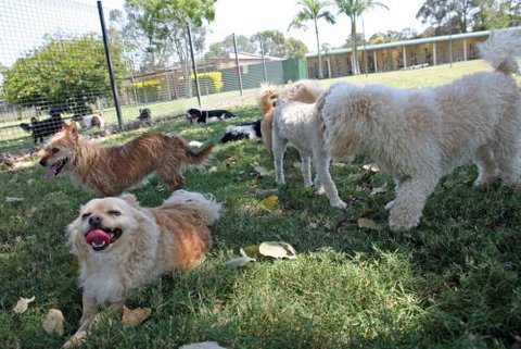 Durack Pet Motel - Lennox Head Accommodation 1