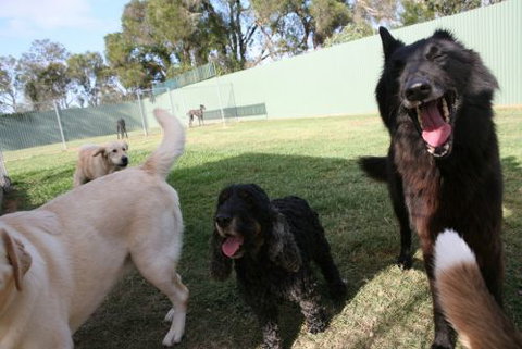 Durack Pet Motel - Lennox Head Accommodation 2