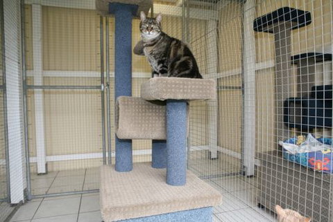 Durack Pet Motel - Lennox Head Accommodation 3