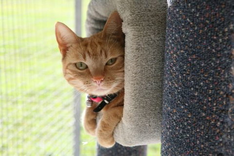 Durack Pet Motel - Lennox Head Accommodation 4