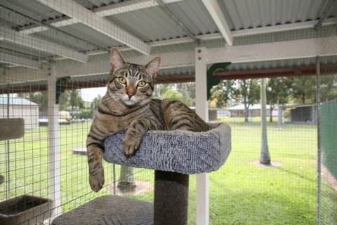 Durack Pet Motel - Lennox Head Accommodation 5