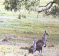 Kangaroo Ridge Retreat - Lennox Head Accommodation