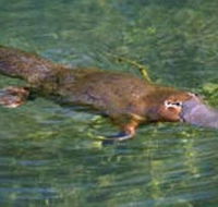 Eilean Donan Gardens - Lennox Head Accommodation