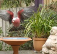 Wattle Court  Retreat - Lennox Head Accommodation