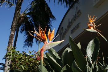 Beachside Resort - Kawana Waters - Lennox Head Accommodation 4