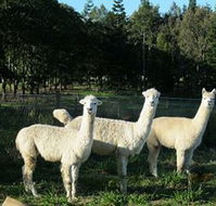 Blackwattle Farm BampB and Farm Stay - Lennox Head Accommodation