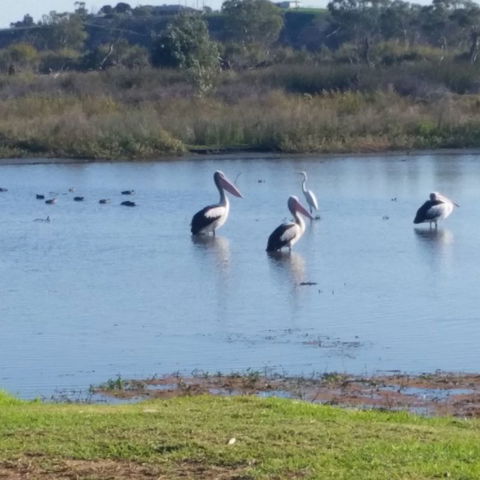 Avoca Dell Caravan Park - Lennox Head Accommodation 9