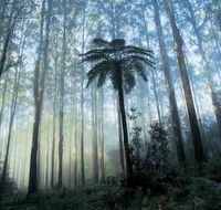 Tower Motel Marysville - Lennox Head Accommodation