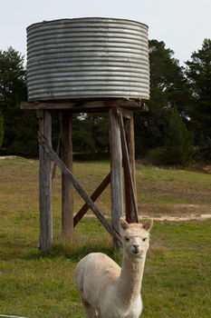 Seclusions Blue Mountains - Lennox Head Accommodation 6