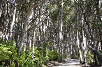 Bawley Bush Retreat And Cottages - Lennox Head Accommodation 37