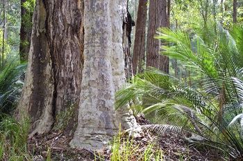 Bawley Bush Retreat And Cottages - Lennox Head Accommodation 38