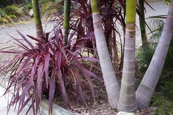 Bawley Bush Retreat And Cottages - Lennox Head Accommodation 42