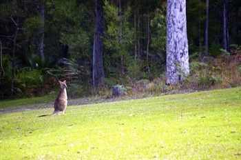 Bawley Bush Retreat And Cottages - Lennox Head Accommodation 43