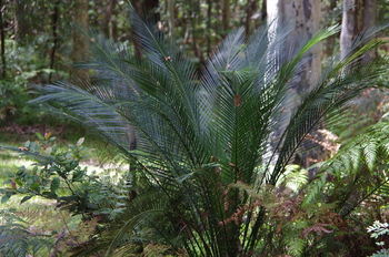Bawley Bush Retreat And Cottages - Lennox Head Accommodation 46