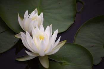 Bawley Bush Retreat And Cottages - Lennox Head Accommodation 47