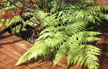 Bawley Bush Retreat And Cottages - Lennox Head Accommodation 48