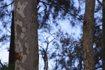 Bawley Bush Retreat And Cottages - Lennox Head Accommodation 69