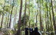 Bawley Bush Retreat And Cottages - thumb 83