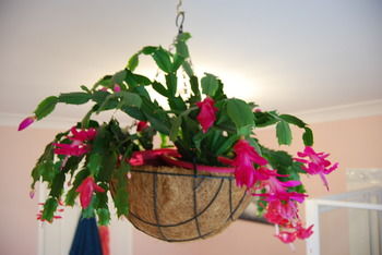 L'Auberge Angara Bed And Breakfast - Lennox Head Accommodation 41