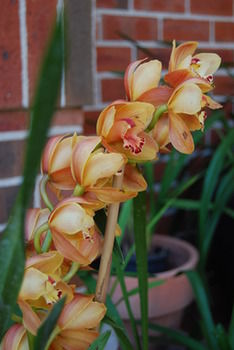 L'Auberge Angara Bed And Breakfast - Lennox Head Accommodation 42