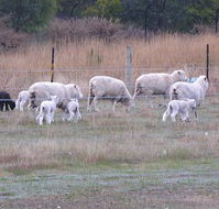 Auberge Woodend - Lennox Head Accommodation