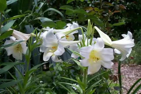 Rainforest Retreat Murray Bridge - Lennox Head Accommodation 3