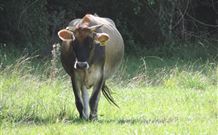 Avalon River Retreat - Lennox Head Accommodation 1