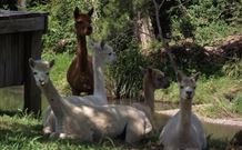 Avalon River Retreat - Lennox Head Accommodation 6