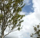 Glen Villa Resort and Tourist Park Casino - Lennox Head Accommodation