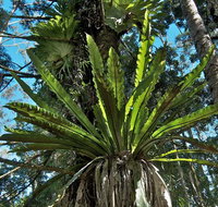 Rummery Park campground - Lennox Head Accommodation