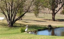 Sapphire City Caravan Park - Lennox Head Accommodation 4
