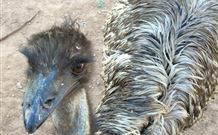 Warrawong On The Darling - Lennox Head Accommodation 4