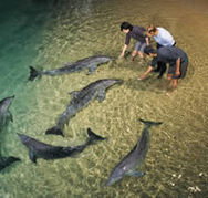Tangalooma Wild Dolphin Resort - Lennox Head Accommodation