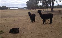 Baidland Hill Cottage - Lennox Head Accommodation 1