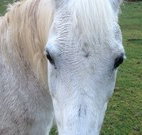 Eaglewood B and B and Farmstay - Lennox Head Accommodation