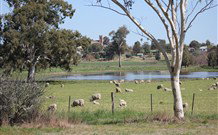 Yamba Farmstay - Lennox Head Accommodation 5
